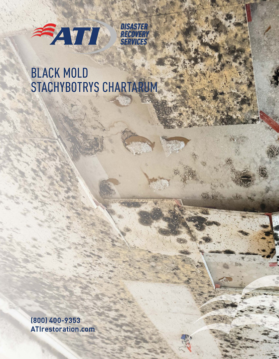 Black Mold - Stachybotrys Chartarum whitepaper