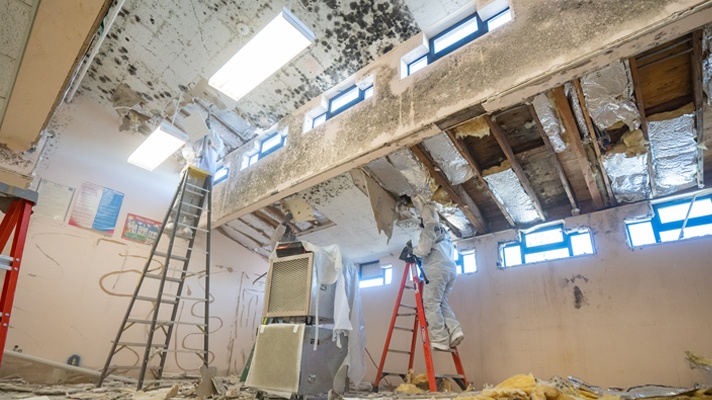 Mold & Environmental